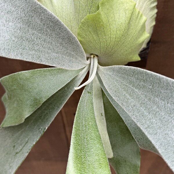 おしゃれ 観葉植物：コウモリラン ウート SP株 板付け*ビカクシダ 現品をお届け