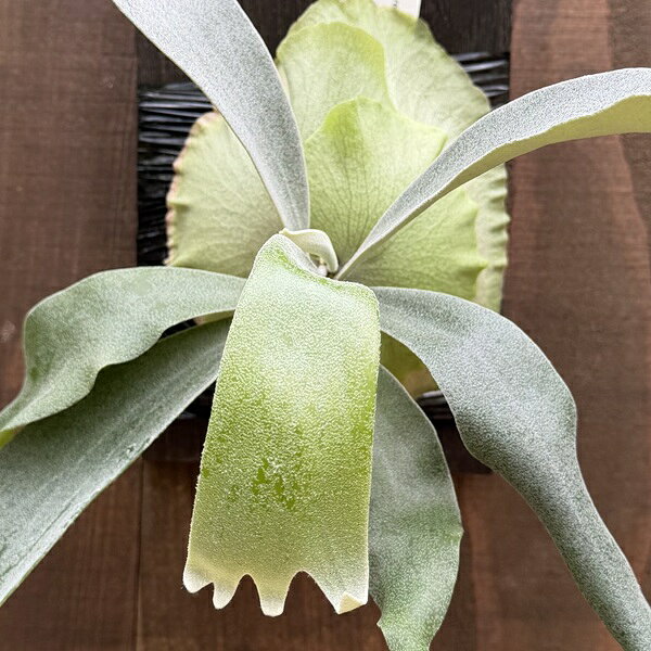 おしゃれ 観葉植物：コウモリラン ウート SP株 板付け*ビカクシダ 現品をお届け