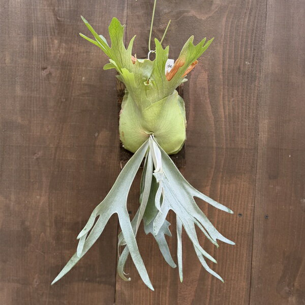 おしゃれ 観葉植物：ウィリンキー イエロームーン SP株　板付け*ビカクシダ コウモリラン 現品をお届け