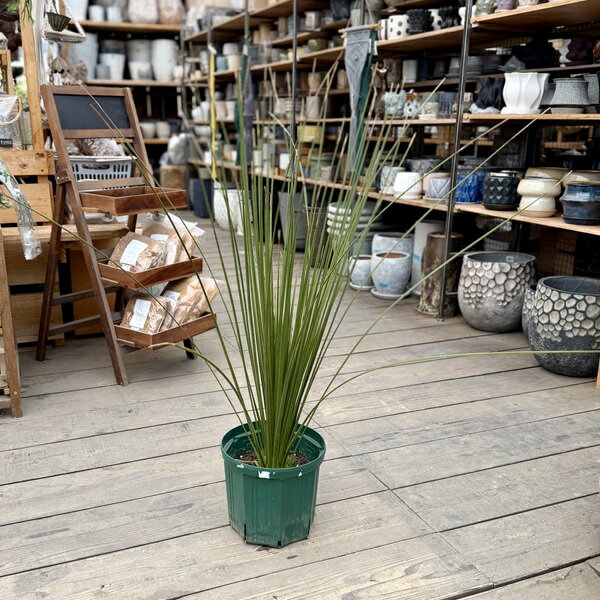 ダシリリオン２５万均一 楽天市場】ダシリリオン（観葉植物｜花・観葉植物）：花・ガーデン