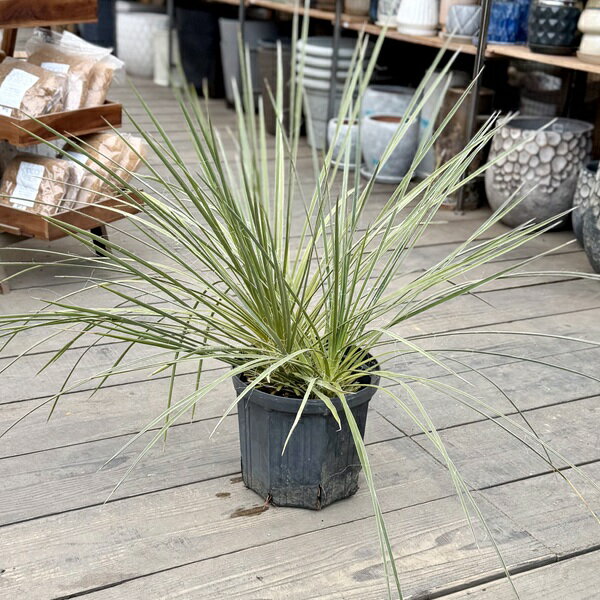 おしゃれ観葉植物：ユッカグラウカ*...