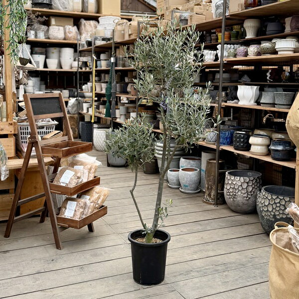 楽天市場】シプレッシーノ オリーブ（観葉植物｜花・観葉植物）：花