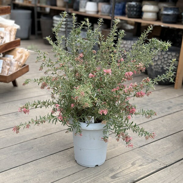 Rakuten - 花苗 観葉植物：グレビレア プーリンダ シグネット*8号 現品をお届け