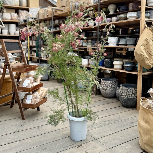 Rakuten - 花苗 観葉植物：グレビレア ラナマリー*現品をお届け 大型ヤマト便