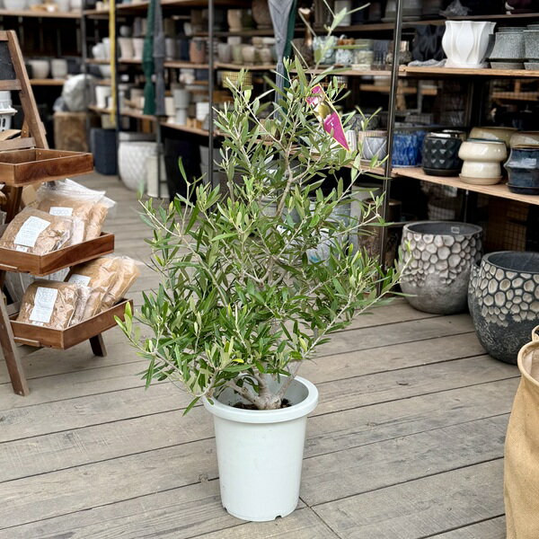 Rakuten - 観葉植物 果樹：オリーブの木　コラティーナ*コラチナ Coratina　8号 現品をお届け