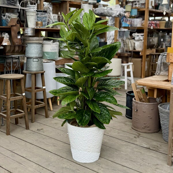 Rakuten - 観葉植物：モンステラ ジェイドシャトルコック*選べる鉢カバー　現品をお届け　大型佐川便