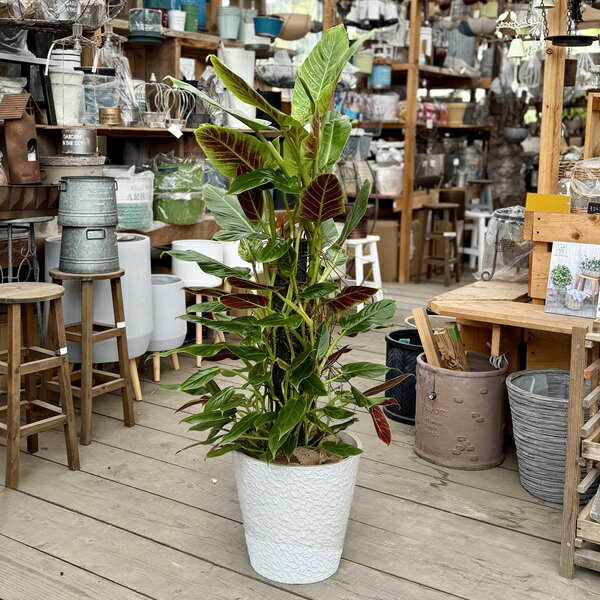 椰子树 - 観葉植物：フィロデンドロン クルエンタム*クレウンタム 選べる鉢カバー　現品をお届け　大型佐川便