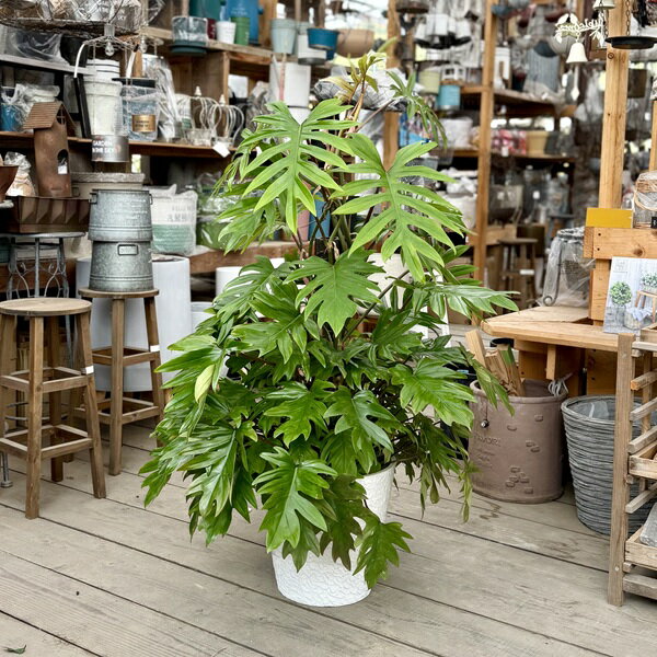 Rakuten - 観葉植物：フィロデンドロン タンゴ*選べる鉢カバー　現品をお届け　大型佐川便