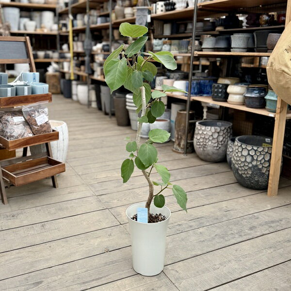 Other Succulents - 観葉植物：フィカス エベレスト*プラポット 現品をお届け