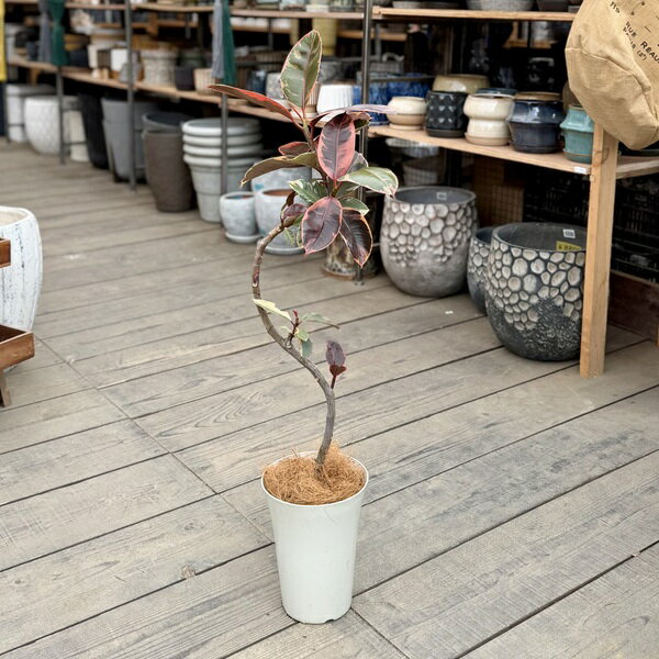 Sansevieria - 観葉植物：フィカス ベリーズ*プラポット　ココヤシ飾り