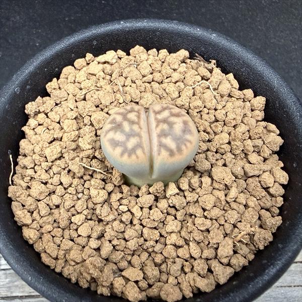 多肉植物：リトープス琥珀玉*幅2cm