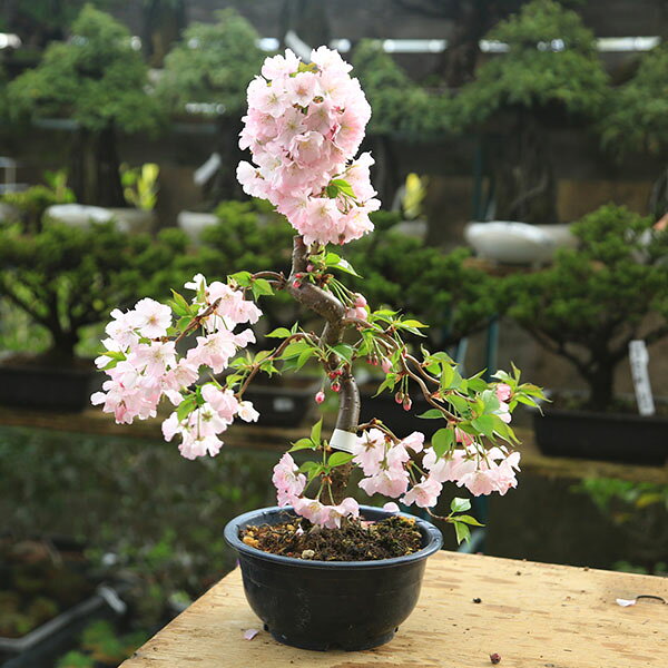 苗：桜 八重の輝き*　ヤエノカガヤキ　やえのかがやき