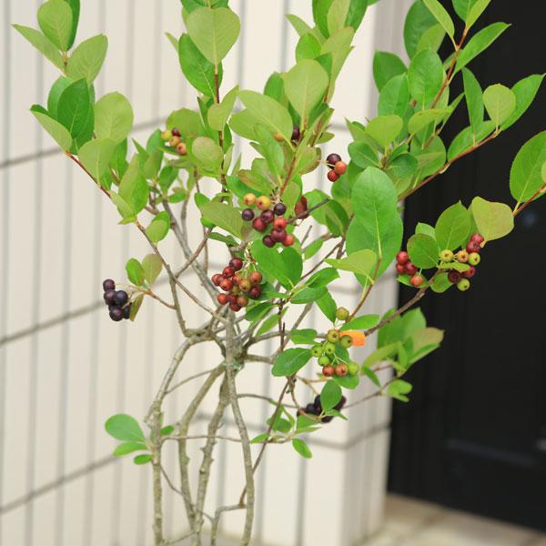 庭木植木　果樹　苗：アロニア　チョコベリー（チョコレートベリー）*佐川急便発送