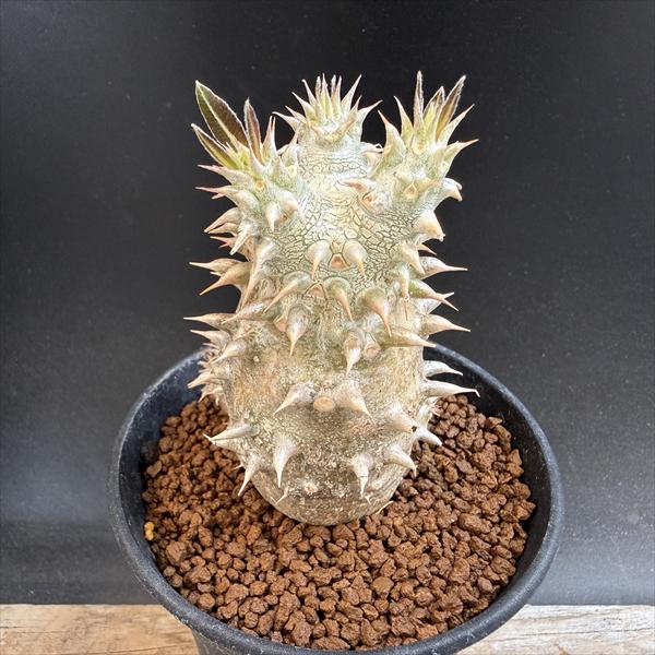 Rakuten - コーデックス：パキポディウム 恵比寿大黒 実生*L　塊根幅4.5cm