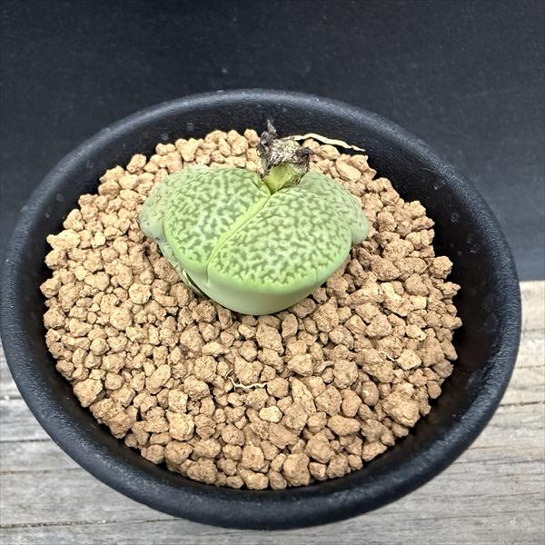 多肉植物：リトープスアンナローサ*...