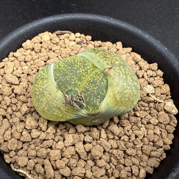 多肉植物：リトープス レスリー アルビニカ*幅3.5cm