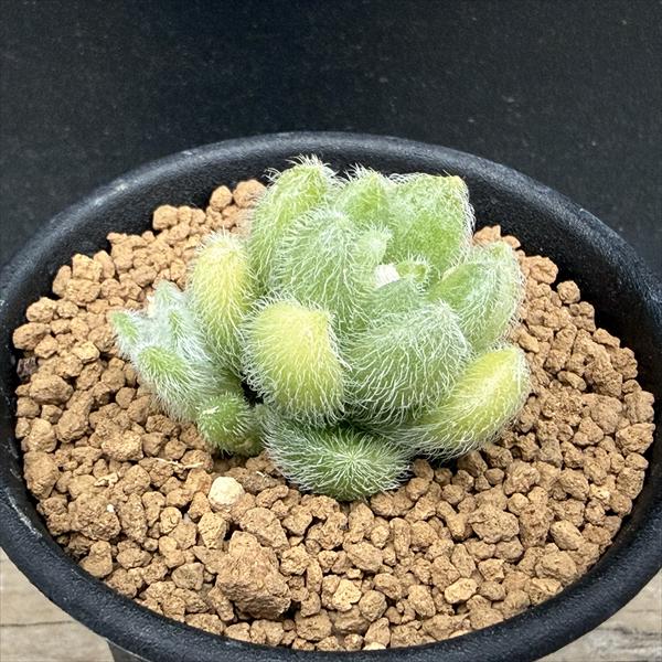 多肉植物：セダム　ヒントニー*幅4cm