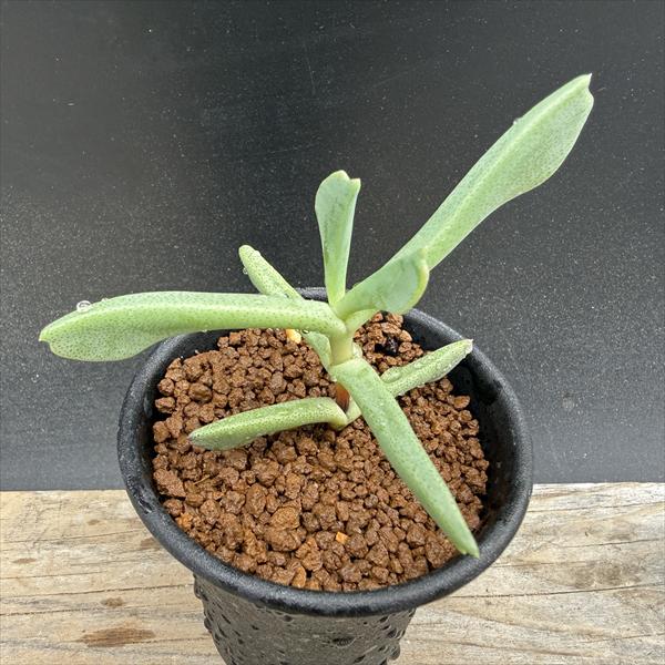 多肉植物：ロンボフィルム 快刀乱麻　白花交配*葉幅7cm