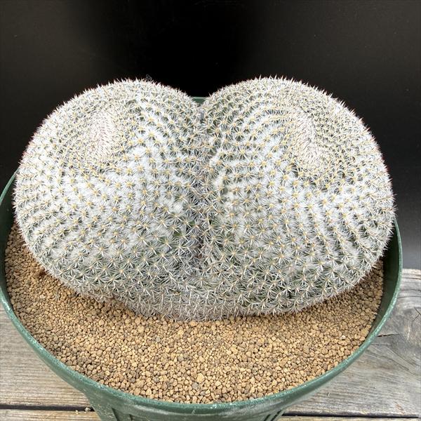 Rakuten - サボテン：マミラリア　大福丸*幅15cm　現品！一品限り