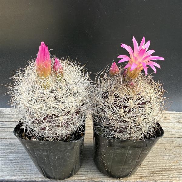 ☆特価☆サボテン：ネオポルテリア　銀翁玉　実生　2個セット*幅6cm