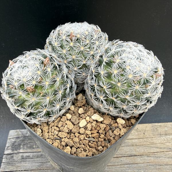 Rakuten - サボテン：マミラリア　デュウェイ　実生*M 幅9cm