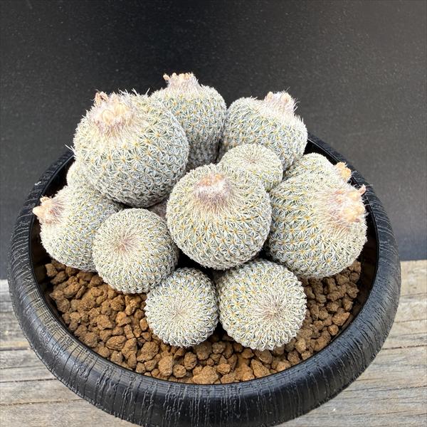 Rakuten - サボテン：エピテランサ　月世界　SB63 実生 群生*幅6cm