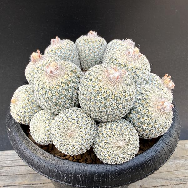 Rakuten - サボテン：エピテランサ　月世界　SB63 実生 群生*幅8cm　現品！一品限り