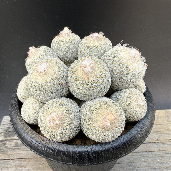 Rakuten - サボテン：エピテランサ　月世界　SB63 実生 群生*幅8cm　現品！一品限り