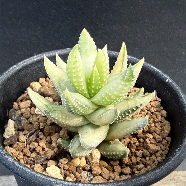 奧古斯塔 - 多肉植物：ハオルチア 九輪塔錦*幅4cm　現品！一品限り