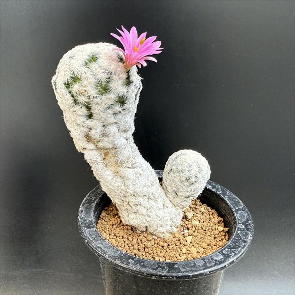 Rakuten - サボテン：マミラリア　白鳥　大文字*幅10cm　現品！一品限り