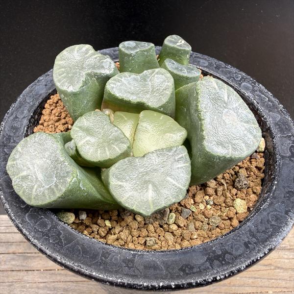 ☆特価☆多肉植物：ハオルチア 小林氏巨大万象 幅9.5cm 現品！一品限り