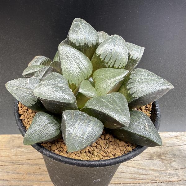 Rakuten - ☆特価☆多肉植物：ハオルチア　チョコレートバディア（の錦の子）*幅10.5cm 現品！一品限り