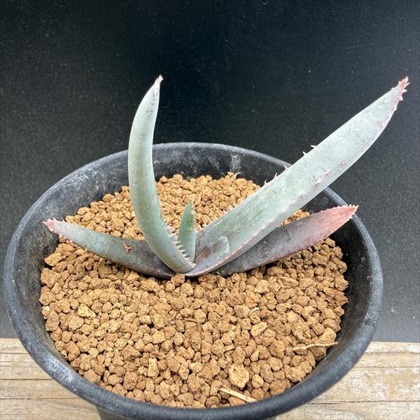 多肉植物：アロエラエータ実生*幅7cm