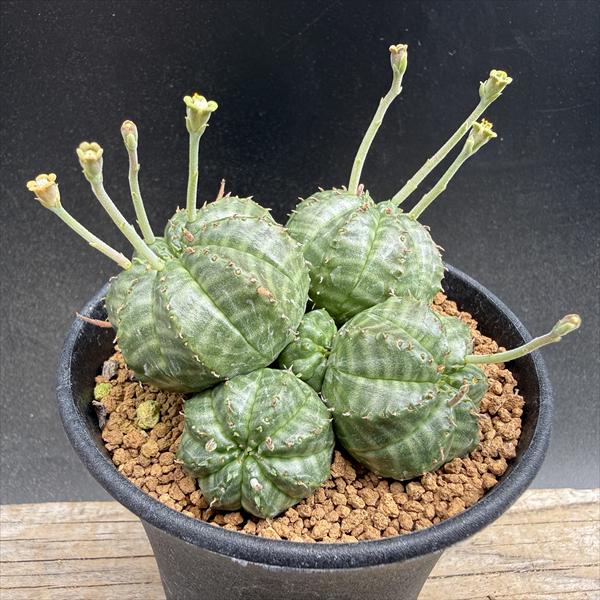 Rakuten - コーデックス：ユーフォルビア　バリダ　群生*幅7cm　現品！一品限り