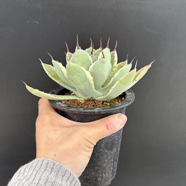 多肉植物：アガベ　吉祥冠錦　覆輪*幅10cm　現品！一品限り 3