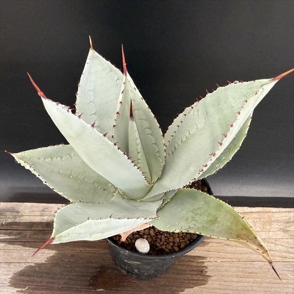 Other Succulents - 多肉植物：アガベ ピグマエア ドラゴントゥース*幅16cm　現品！一品限り