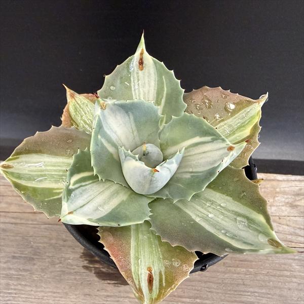 多肉植物：アガベ王妃雷神白中斑*幅...