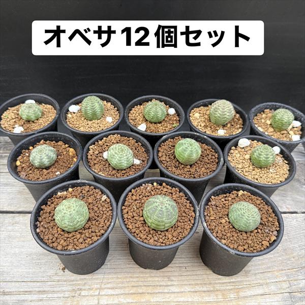 楽天市場】ユーフォルビア オベサの通販