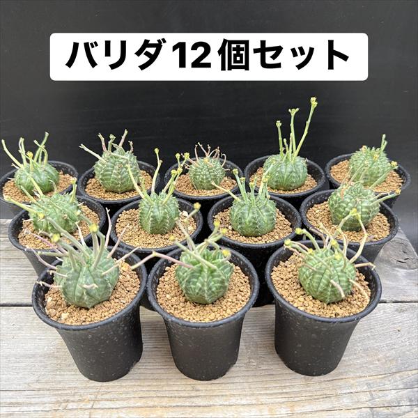 楽天市場】ユーフォルビア バリダ（花・ガーデン・DIY）の通販