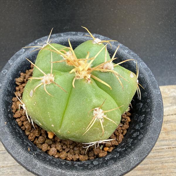 商品説明 緑のかぼちゃのように見える、ギムノカリキウム ペンタカンサ。 お育ていただきやすいです。 科目：サボテン科 　ギムノカリキウム属 　　原産地：ブラジル 撮影：2026年5月14日 *数量ものの為、写真と若干形状が異なる場合がございます。 サイズ 本体幅：約5cm　 樹高：約2cm　 鉢径：7.5cm 育て方について ・置き場所 日当たり、風通しのよいベランダや軒下がよいです。夏の直射日光は少し遮光します。春から秋は戸外栽培できますが、冬場は室内において保護しましょう。 ・水やり 水かけは、土が乾いたらたっぷり与えます。 過湿に弱いため、水はけのよい用土に植えましょう。 夏は6日に1度。春・秋には10日に1度が目安です。冬場は乾かし気味に管理します。 ・肥料 あまり必要ありません。 配送 【配送業者】 ヤマト運輸【配送サービス名】宅急便