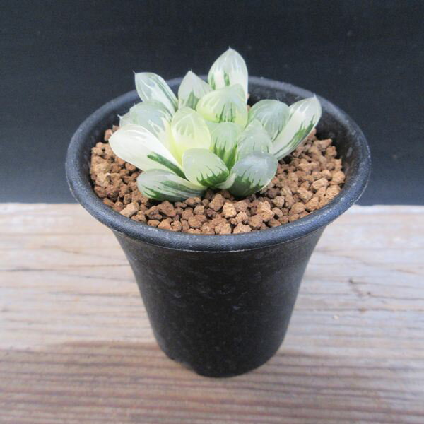 多肉植物：ハオルチア S氏濃緑オブツーサ錦 幅5cm 現品！一品限り