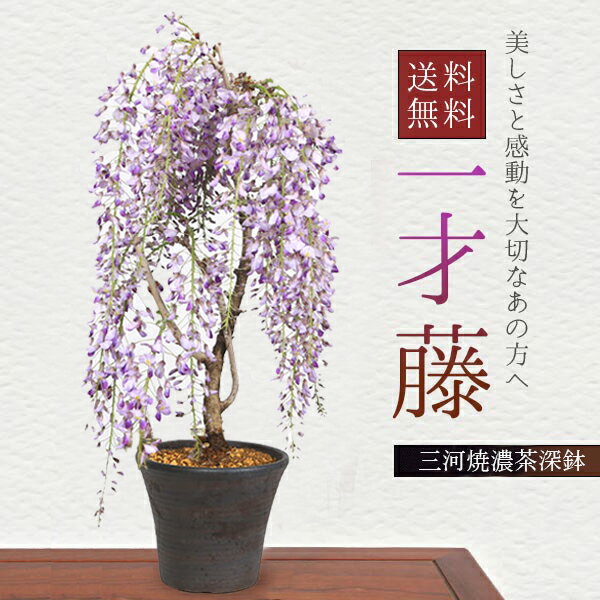 楽天市場】盆栽 藤 口紅の通販