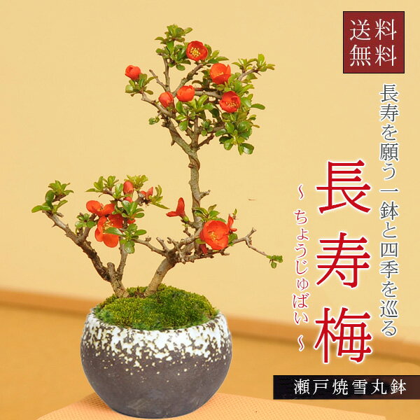 【父の日ギフト プレゼント】【即日出荷可！】小品盆栽：長寿梅(萬古焼雪丸鉢)* 【...