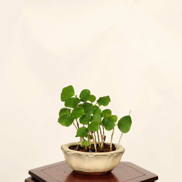 楽天市場】ハイビスカス（盆栽｜花・観葉植物）：花・ガーデン・DIYの通販
