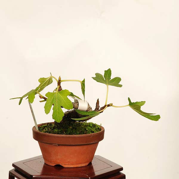 盆栽：無花果(いちじく)*　現品 一点物 イチジク　Ichijiku bonsai Ficus carica　小品盆栽