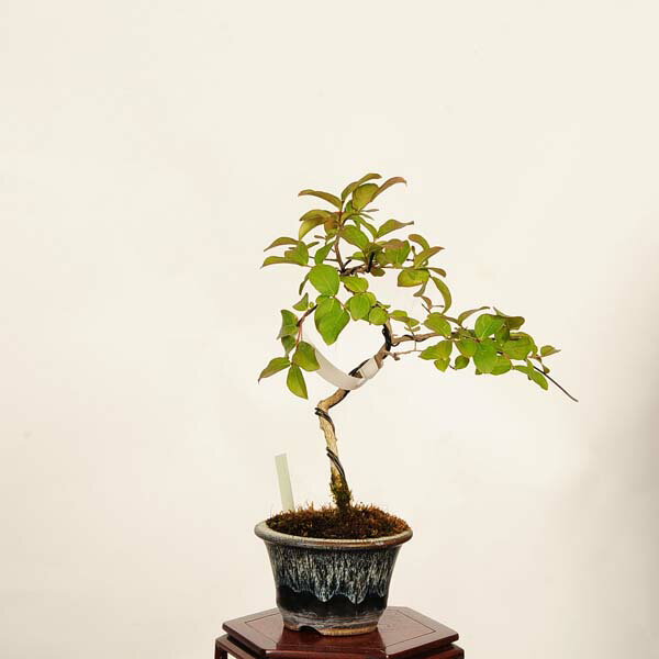 盆栽：百日紅*現品 一点物 さるすべり　サルスベリ sarusuberi　bonsai 　小品盆栽