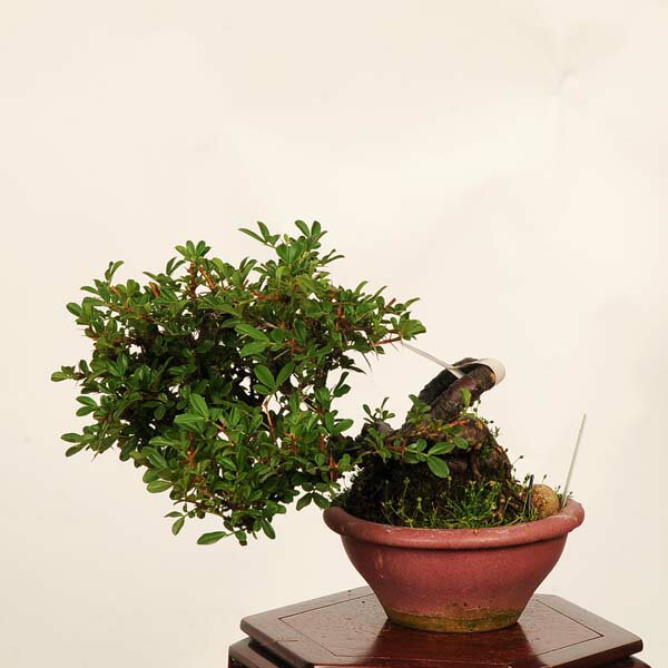 盆栽：金雀花(むれすずめ)*鉢ヒビ有 現品 一点物 ムレスズメ　Muresuzume bonsai 小品盆栽