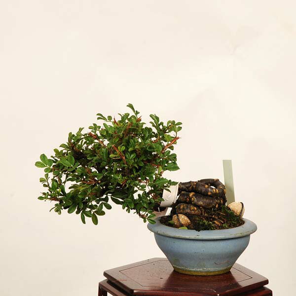 盆栽：金雀花(むれすずめ)* 現品 一点物 ムレスズメ　Muresuzume bonsai 小品盆栽