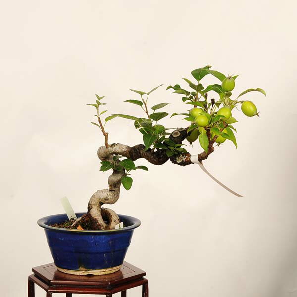 盆栽：姫津軽林檎（りんご・リンゴ）*現品　一点物 Malus domestica　ringo bonsai小品盆栽