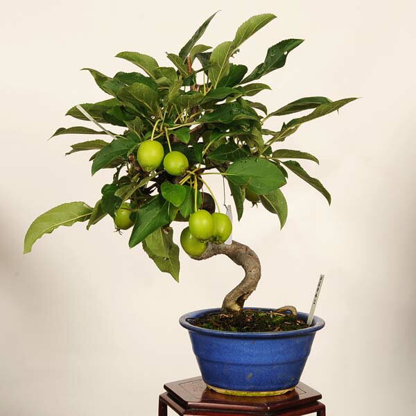 盆栽：姫津軽林檎（りんご・リンゴ）*現品　一点物 Malus domestica　ringo bonsai小品盆栽